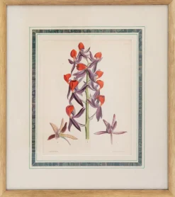 Prints Charming Soho Pictures, Frames & Clocks|Joseph Paxton (1803–1865) Lithograph, Mormodes ignea