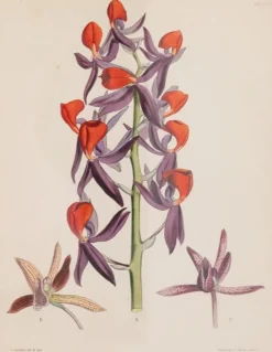 Prints Charming Soho Pictures, Frames & Clocks|Joseph Paxton (1803–1865) Lithograph, Mormodes ignea