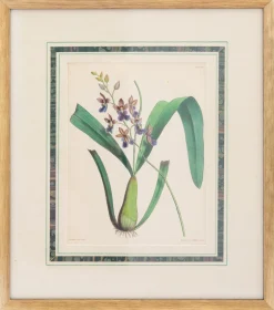 Prints Charming Soho Pictures, Frames & Clocks|Joseph Paxton (1803–1865) Lithograph, Caucaea olivacea