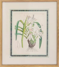 Prints Charming Soho Pictures, Frames & Clocks|Joseph Paxton (1803–1865) Lithograph, Cymbidium mastersii