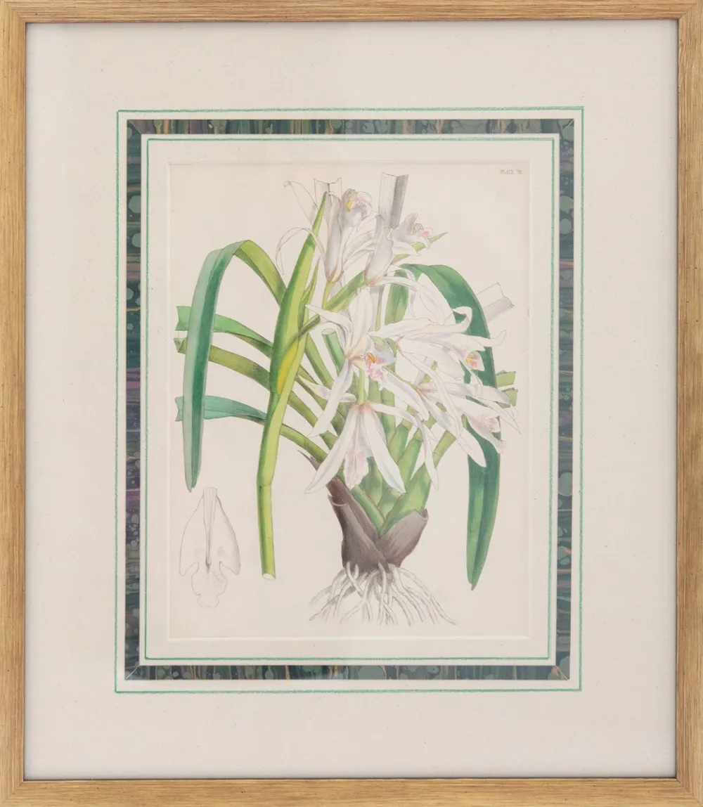 Prints Charming Soho Pictures, Frames & Clocks|Joseph Paxton (1803–1865) Lithograph, Cymbidium mastersii