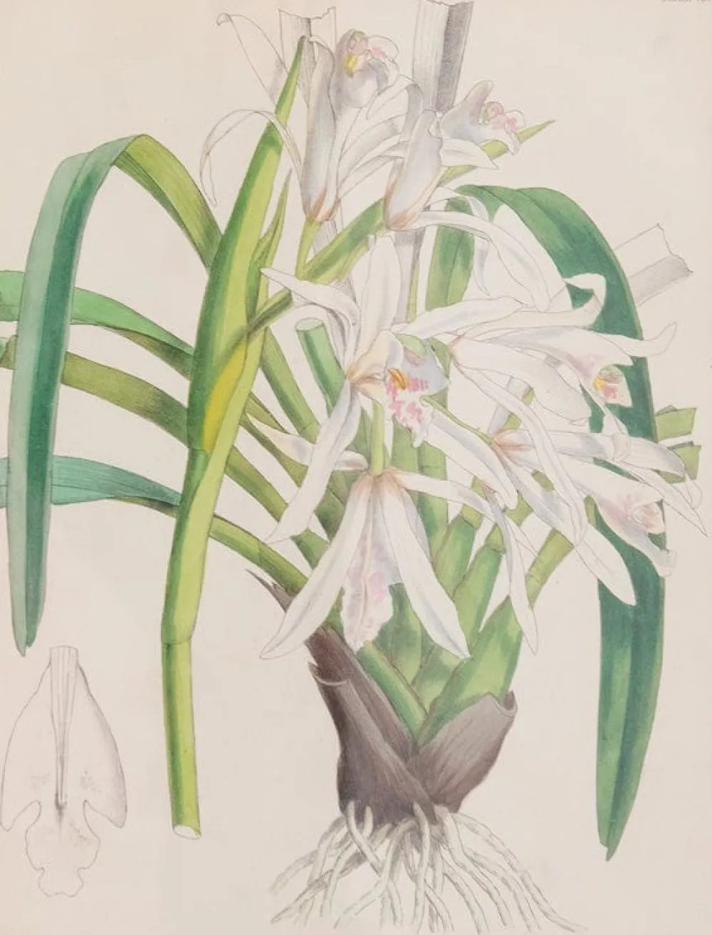 Prints Charming Soho Pictures, Frames & Clocks|Joseph Paxton (1803–1865) Lithograph, Cymbidium mastersii