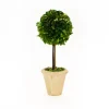 Mills Floral Christmas Decor|The Boxwood Shop|Preserved Boxwood 16" Single Ball Topiary Tree