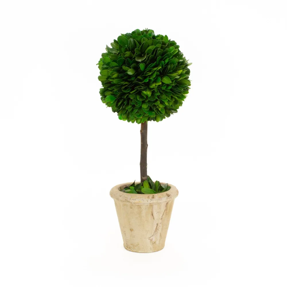 Mills Floral The Boxwood Shop|The Holiday Greens Shop|Preserved Boxwood 12" Single Ball Topiary Tree